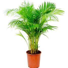 Areca Palm Plant to Bring Tropical Vibe