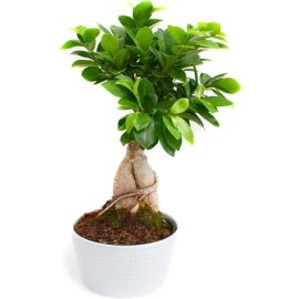 Ficus Bonsai Plant 4 years old