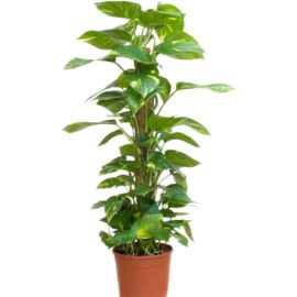 Golden Pothos Devils ivy Epipremnum pinnatum Money Plant with a Vertical Natural Coir Stem