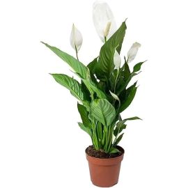 Peace Lily Spathiphyllum Plant Natural plant indoor outdoor decor beautiful plant gift