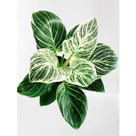 Philodendron Birkin houseplant for rainforest vibe