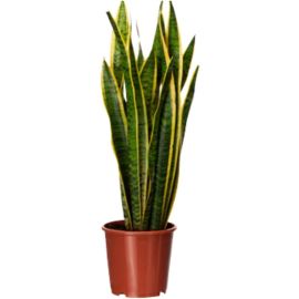 Sansevieria Trifasciata Snake Plant Mother-in-Law's Tongue - 60cm 