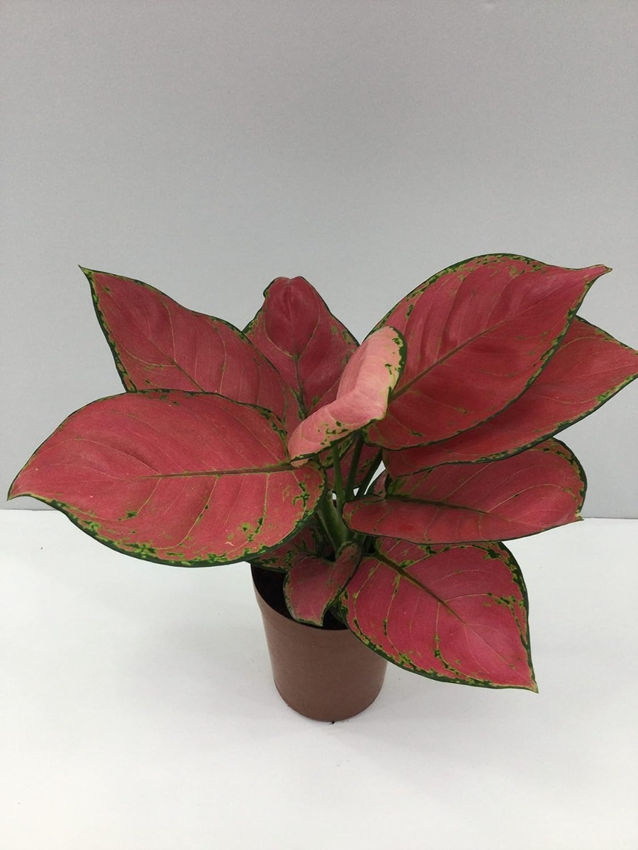 Aglaonema Red Anjamani Aglaonema Pink air purifier indoor plant live 25-35 CM Chinese Ever green natural house plant