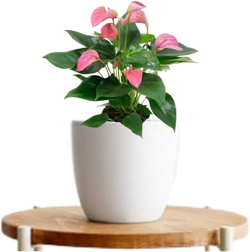 Anthrurium Joli Pink-Flamingo Natural Fresh Live Indoor Plant