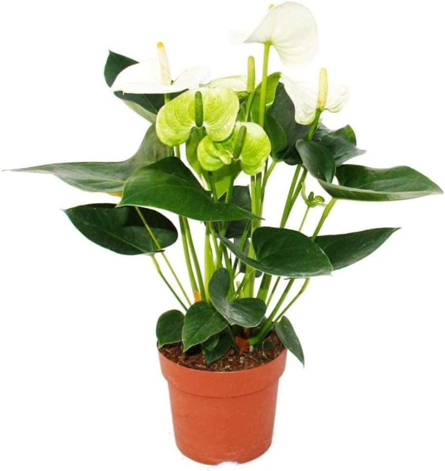 Live Healthy Anthurium Indoor Pland White Real Fresh Natural Plant