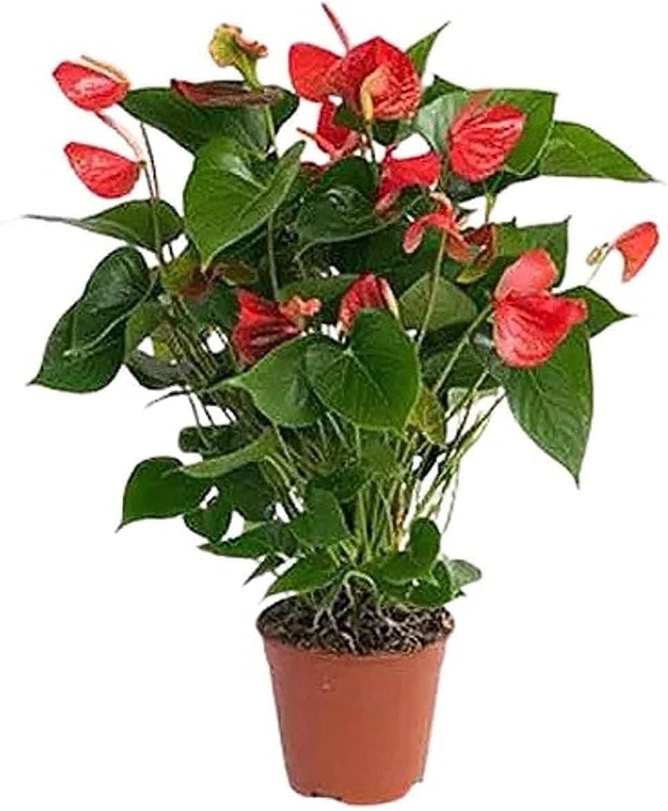 Live healthy Anthurium indoor plant diamond red real fresh natural plant