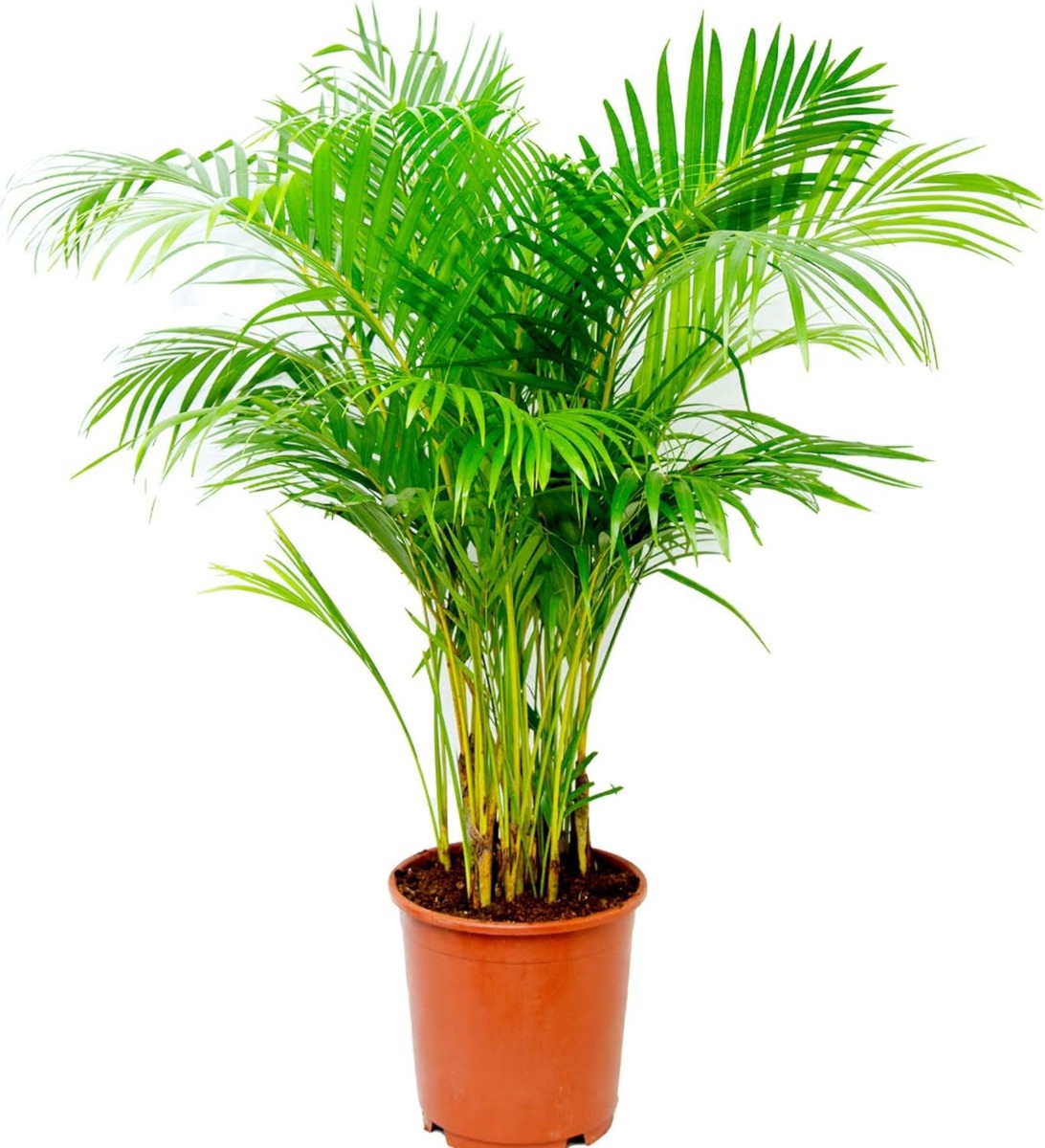 Areca Palm Live Real Natural Fresh Healthy Plant