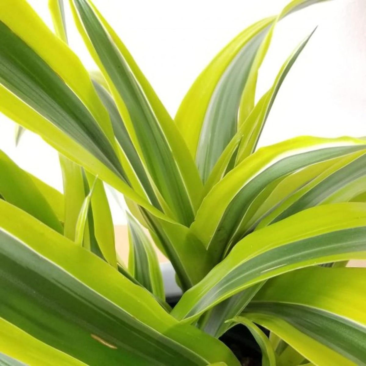 Dracaena Fragrans Lemon Lime Natural Indoor House Plant