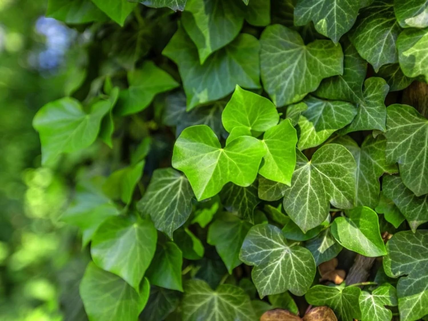 English Ivy Hedera Helix (European Ivy) Live Indoor Plant