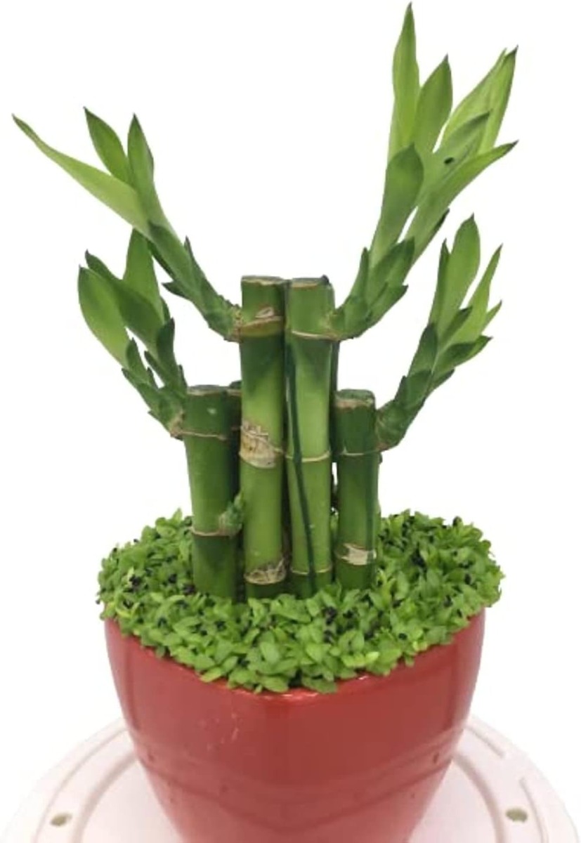 Indoor Lucky Bamboo Plant for Home |Office Decoration with Heart Shape Ceramic Pot