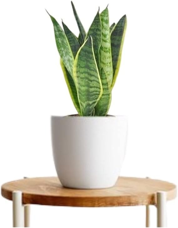 Indoor Natural Air Purifier Indoor Snake Plant