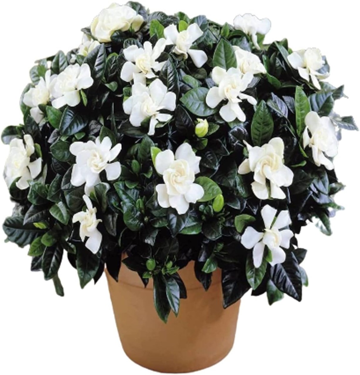 Gardenia Fresh Indoor House Plant Jasminodes cape jasmine live