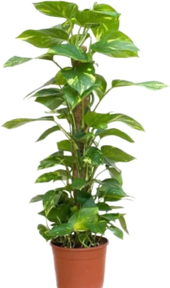 Money Plant Epipremnum Aaureum