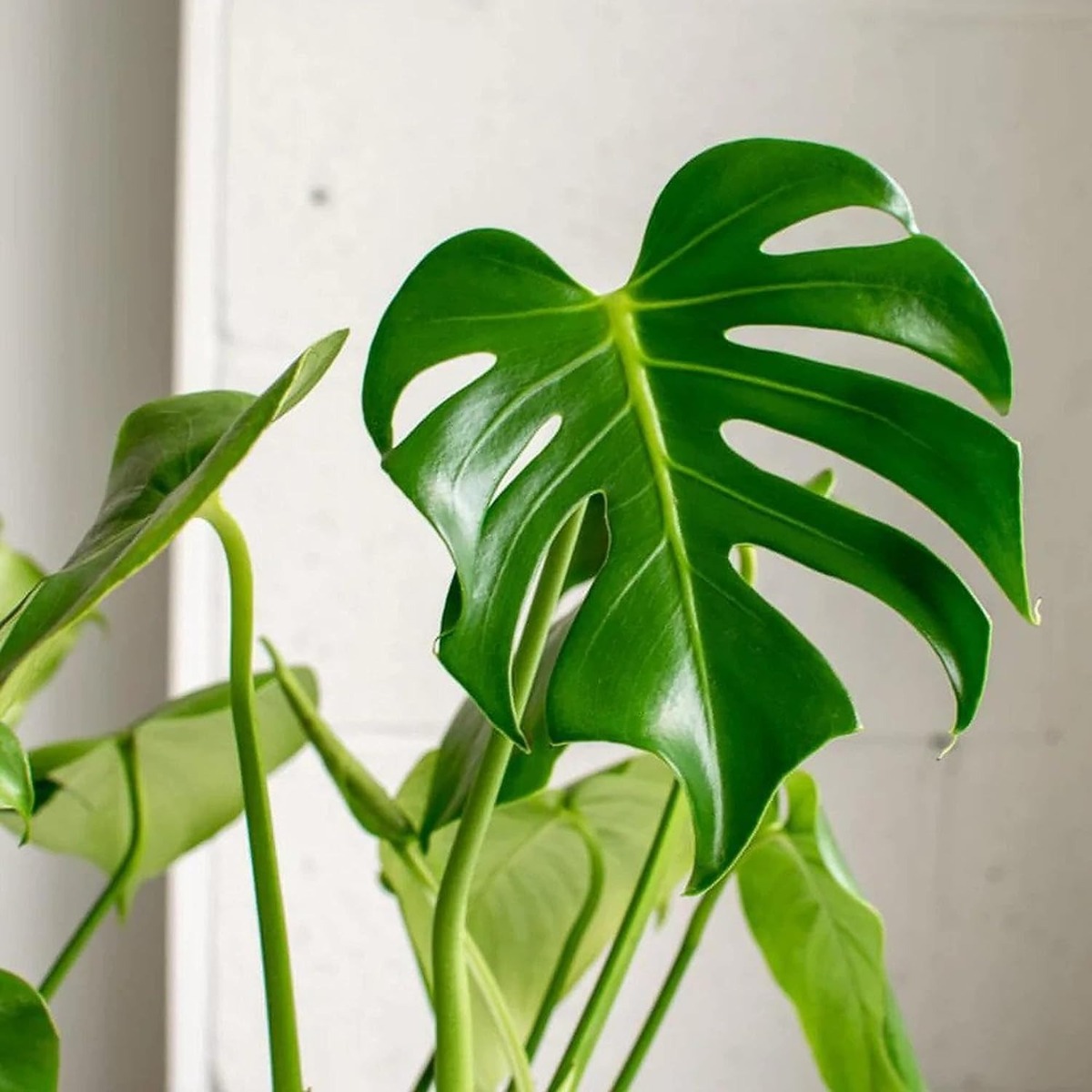 Monstera Deliciosa Swiss Cheese Split-Leaf Philodendron 70 cm- 80 cm in 20 cm pot