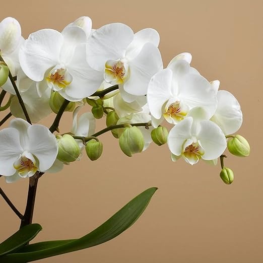 Phalaenopsis | Moth Orchid White Double Stem Real Flower Natural live Plant