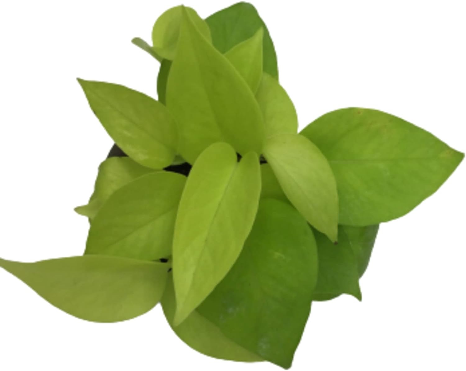 Air purifying Pothos Golden money plant for office|home,Living Room positive wibes and Good Luck