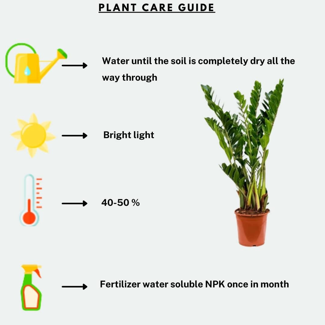 Zamia ZZ Indoor Air Purifying Plant with Regular Pot Zamioculcas Zamiifolia Healthy Indoor Plant